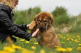 ADULTE ET CHIEN 253